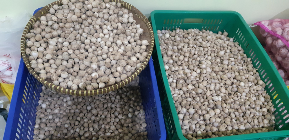Bawang lanang lokal