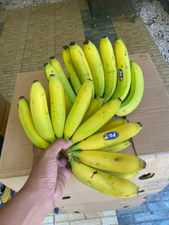 Pisang Cavendish/Banana Cavendish
