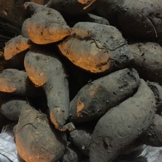 Jual Ubi Jalar Kuning