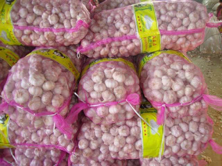 bawang putih