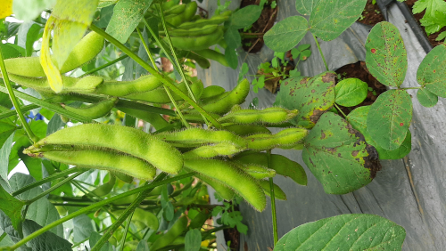 EDAMAME DATARAN DIENG