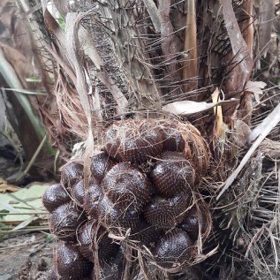 Salak Madu dan Salak Pondoh Serta Bibit Salak Sleman Yogyakarta