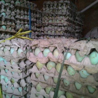 Jual Telur Bebek Mentah