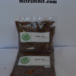 Biji/Benih Turi 