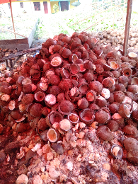 kelapa PMK, kelapa yang bekas pilihan, (bukan yang pilihan)