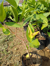 Bibit jambu segala jenis (getas merah, kristal, madu deli, jamaika dll)
