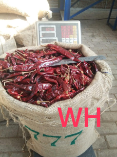cabai wonder hot