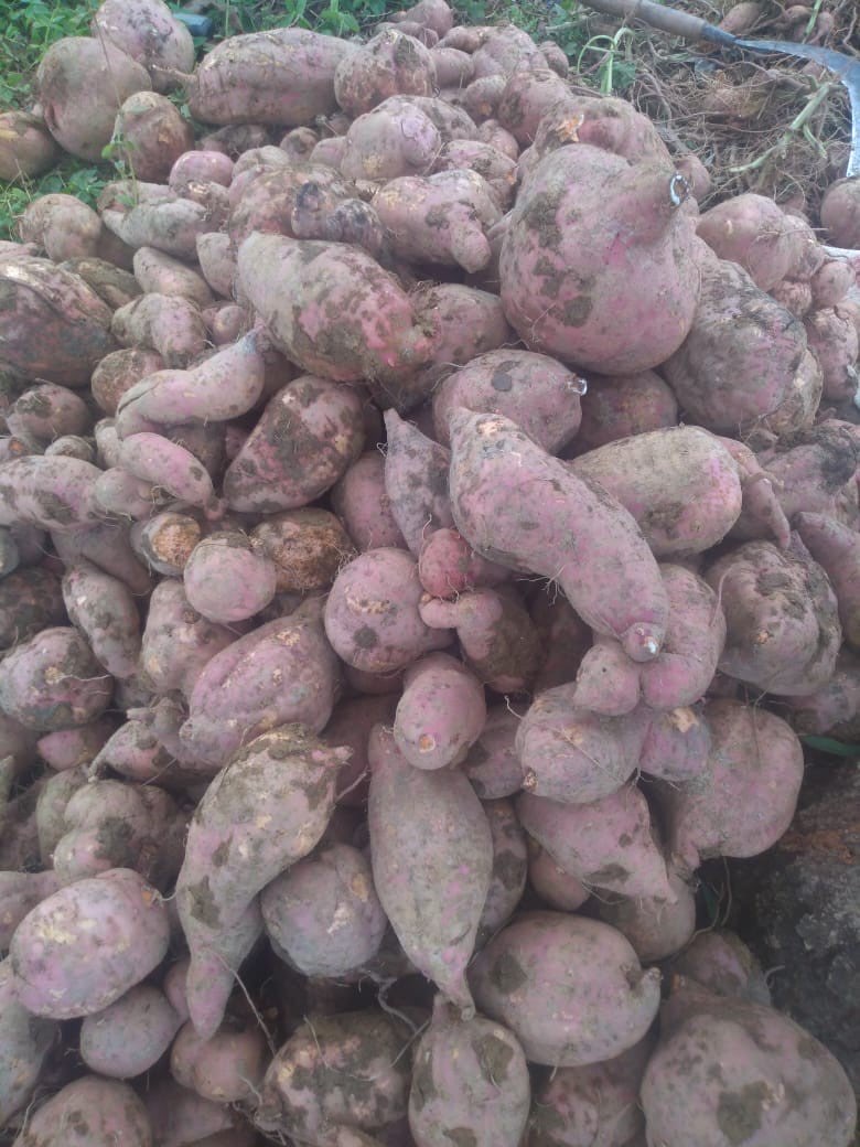 Jual : Ready Ubi kualitas super bisa kontinyu