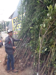 jual pohon tanjung 