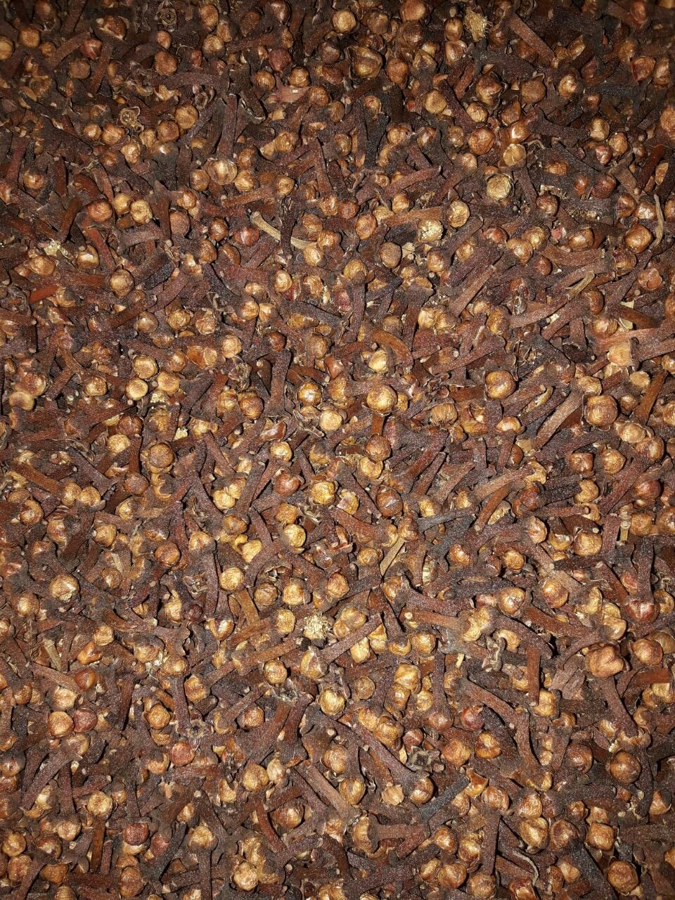 cengkeh hutan dari ambon