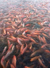 JUAL IKAN NILA MERAH