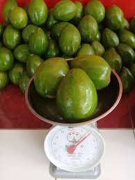 Jual Alvokat