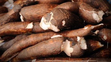Penjualan Singkong