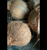 jual kelapa tua party besar dan kecil,,,