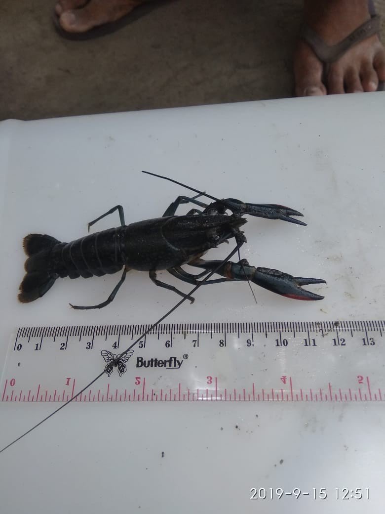 Jual Indukan Lobster Air Tawar Mojokerto