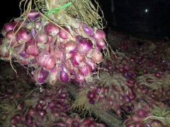 Bawang Merah