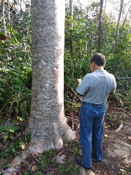 Jual Pohon Sengon Siap Tebang