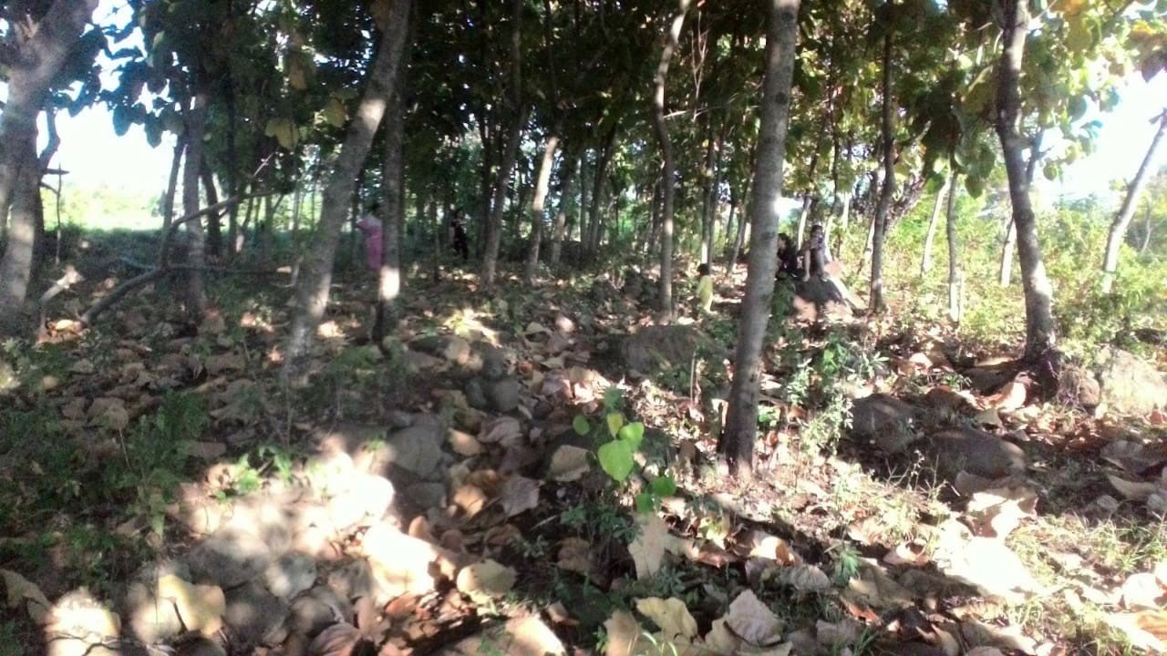 pohon jati mas