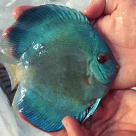 Discus Blue Diamond