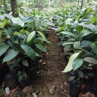 Bibit Manggis Ukuran Jumbo (big mangosteen)