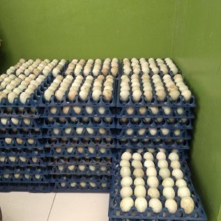 Telur Bebek Mentah