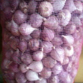 Bawang Putih Tunggal