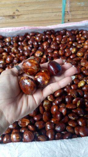 JENGKOL TUA