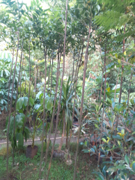 jual pohon pisang lady.dll