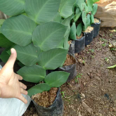 jual tanaman dolar rambat 