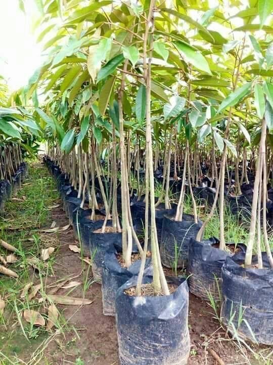 Jual Bibit Durian Montong