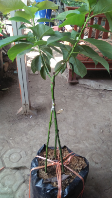 bibit Alpukat  Mentega Kaki 3