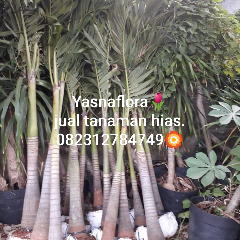 jual pohon palem putri 