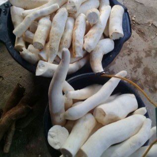 Singkong Segar Sijunjung, Sumatera barat