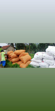 jual sayuran