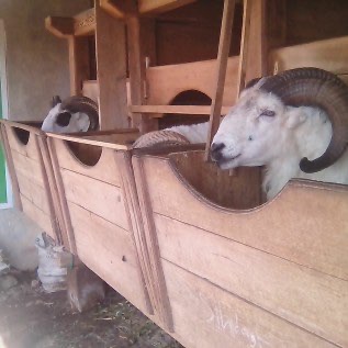 Menjual Domba Garut