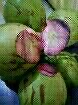 Kelapa Ijo dan kelapa Muda