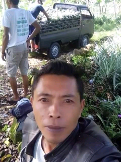 supplier nanas madu subang