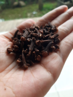 cengkeh hutan dan budidaya