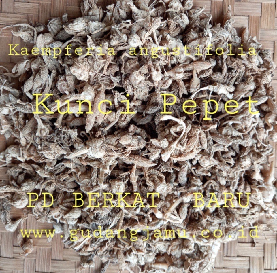 KUNCI PEPET  KAEMPFERIA ANGUSTIFOLIA