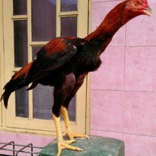 jual ayam bangkok & Kampung