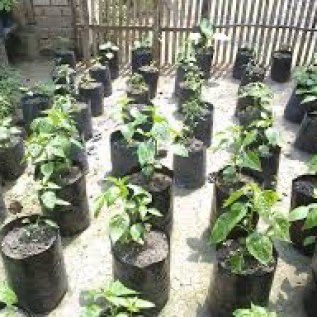 Jual Polybag Berbagai Ukuran