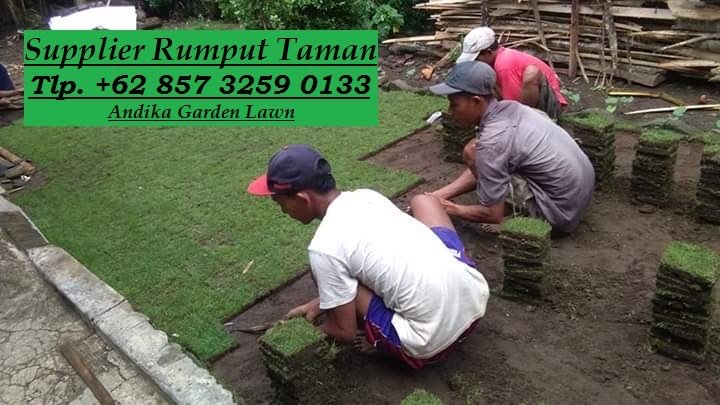 Harga Rumput Jepang Per Meter 2020