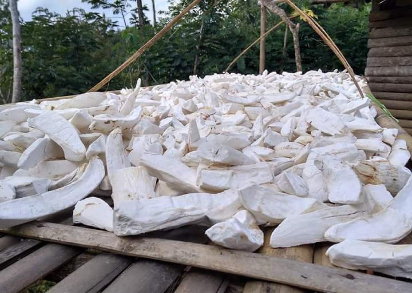 JUAL "GAPLEK SINGKONG" HARGA BERSAING