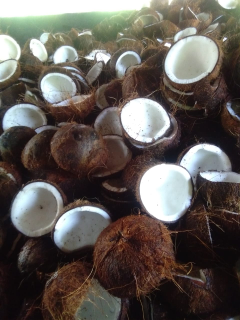 kelapa