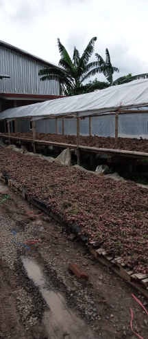 Jual Bawang merah super partai besar
