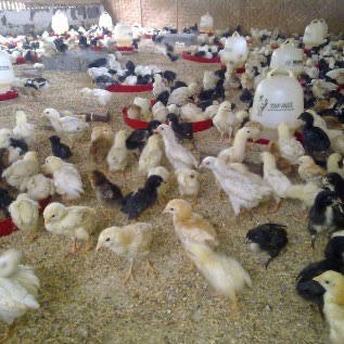 Jual Doc Ayam Joper