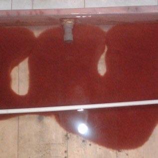 jual cacing sutra budidaya yogyakarta