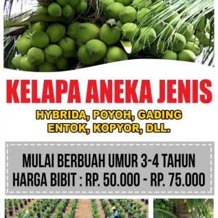 Kelapa Aneka Jenis