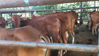 KS SAPI BAKALAN SUPER