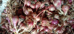 Bawang Merah